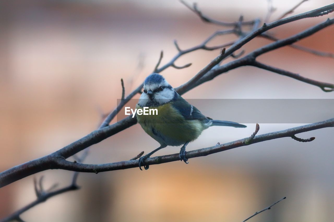 CLOSE-UP OF BIRD PERCHING ON BARE BRANCH