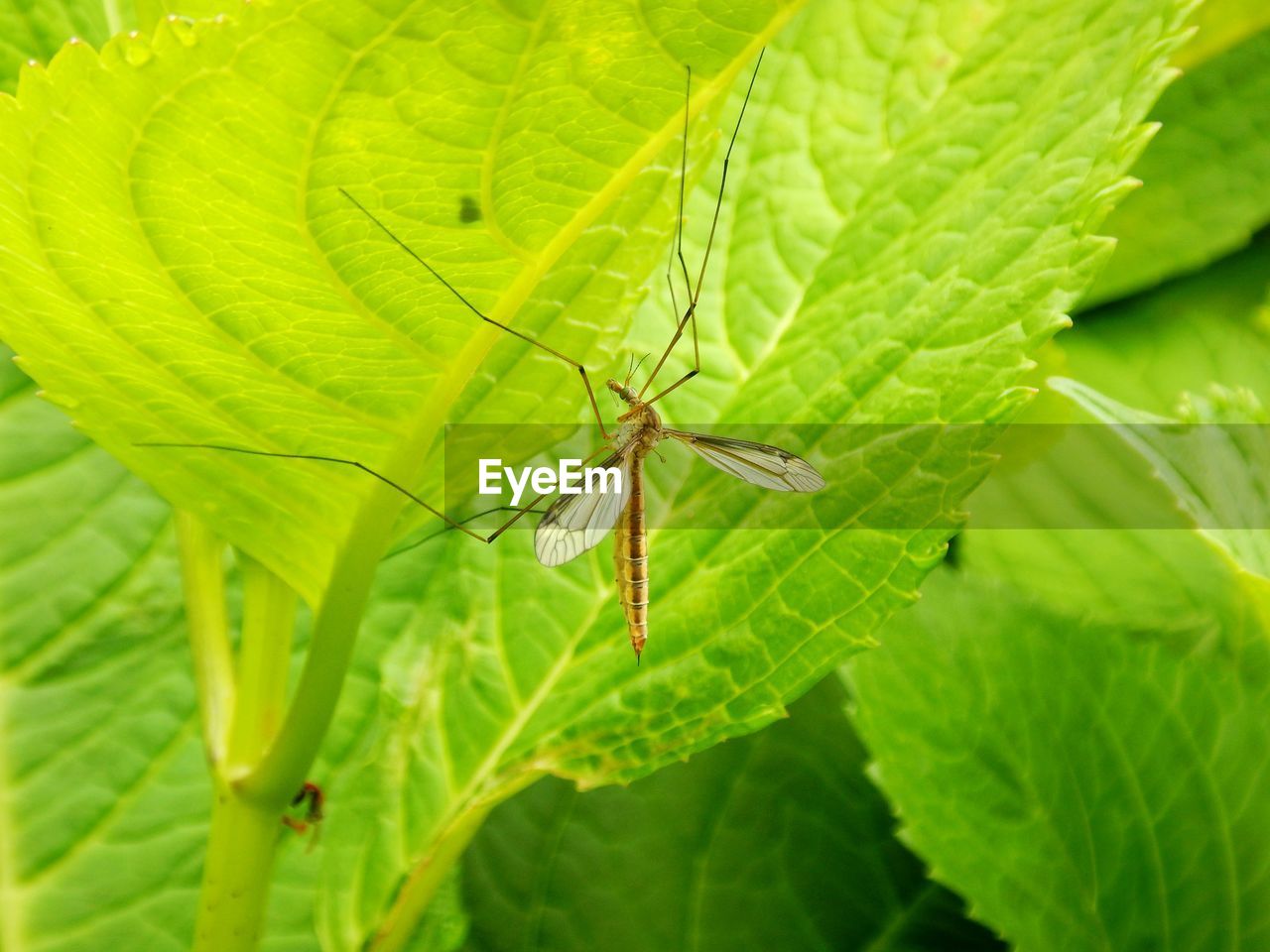 leaf, plant part, green, insect, animal, animal wildlife, animal themes, close-up, plant, one animal, wildlife, nature, no people, macro photography, day, outdoors, beauty in nature, leaf vein, growth, animal body part, macro, flower, focus on foreground