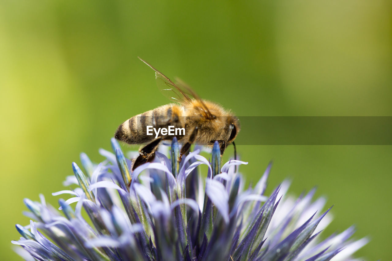 Close-up of bee on flower