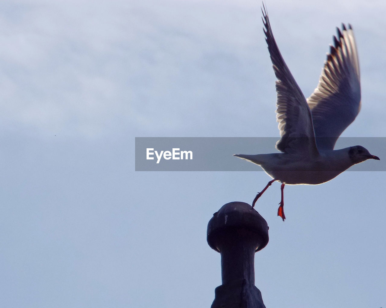 LOW ANGLE VIEW OF BIRD FLYING