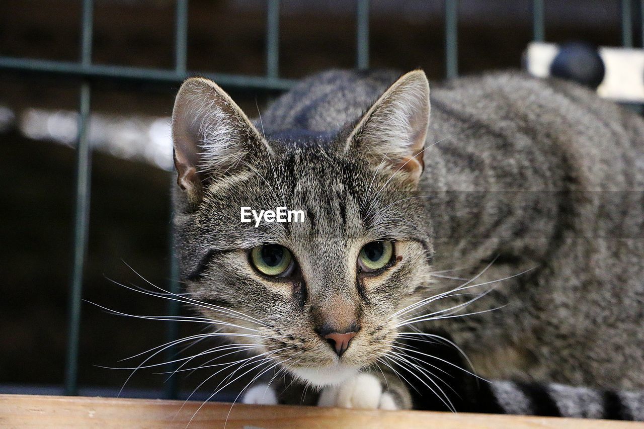 CLOSE-UP PORTRAIT OF TABBY CAT ON FLOOR