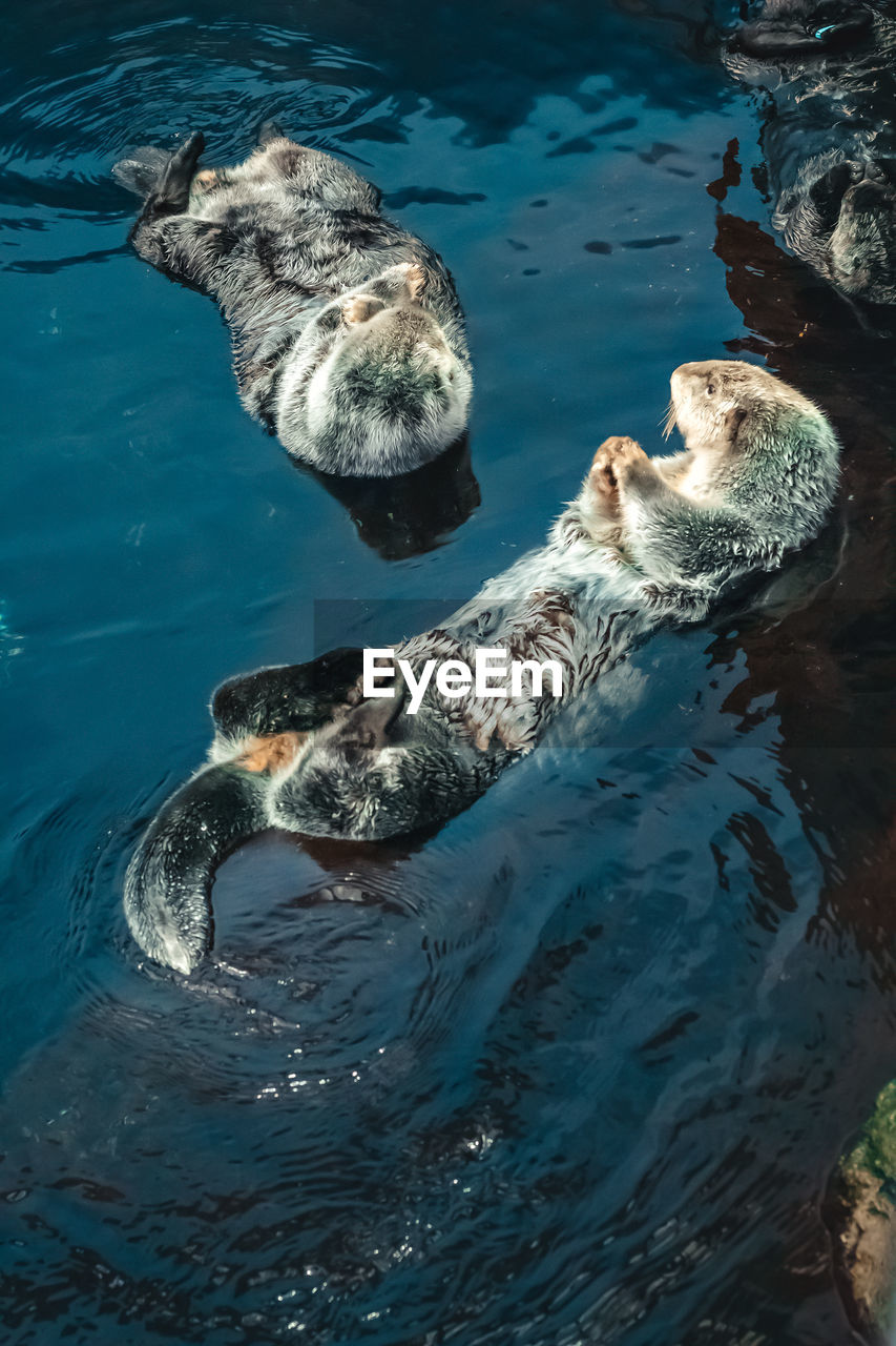 High angle view of otter in sea