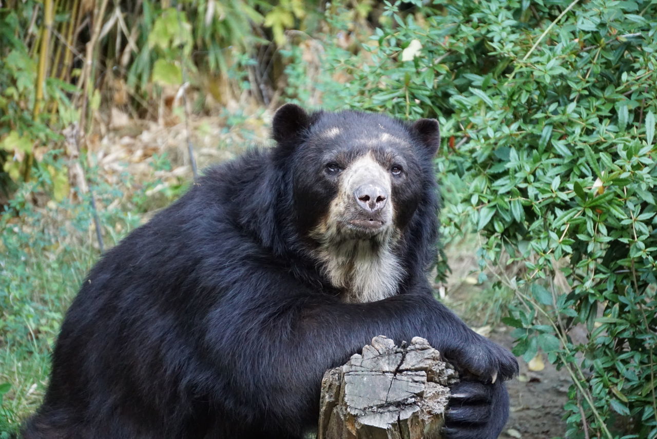 PORTRAIT OF BEAR