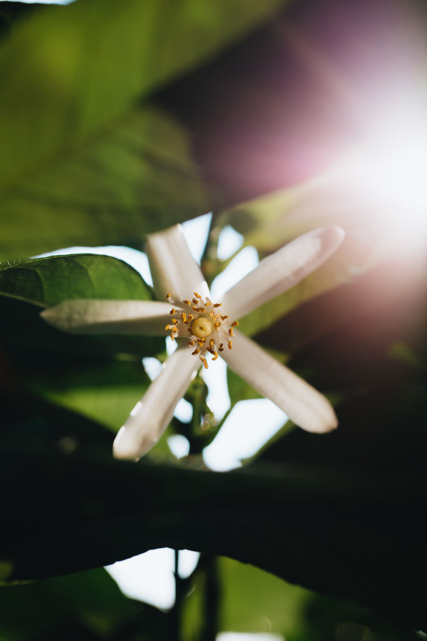 green, flower, yellow, macro photography, close-up, nature, plant, blossom, flowering plant, beauty in nature, freshness, sunlight, leaf, no people, petal, fragility, focus on foreground, outdoors, day, growth, animal, animal wildlife, flower head, insect, plant part