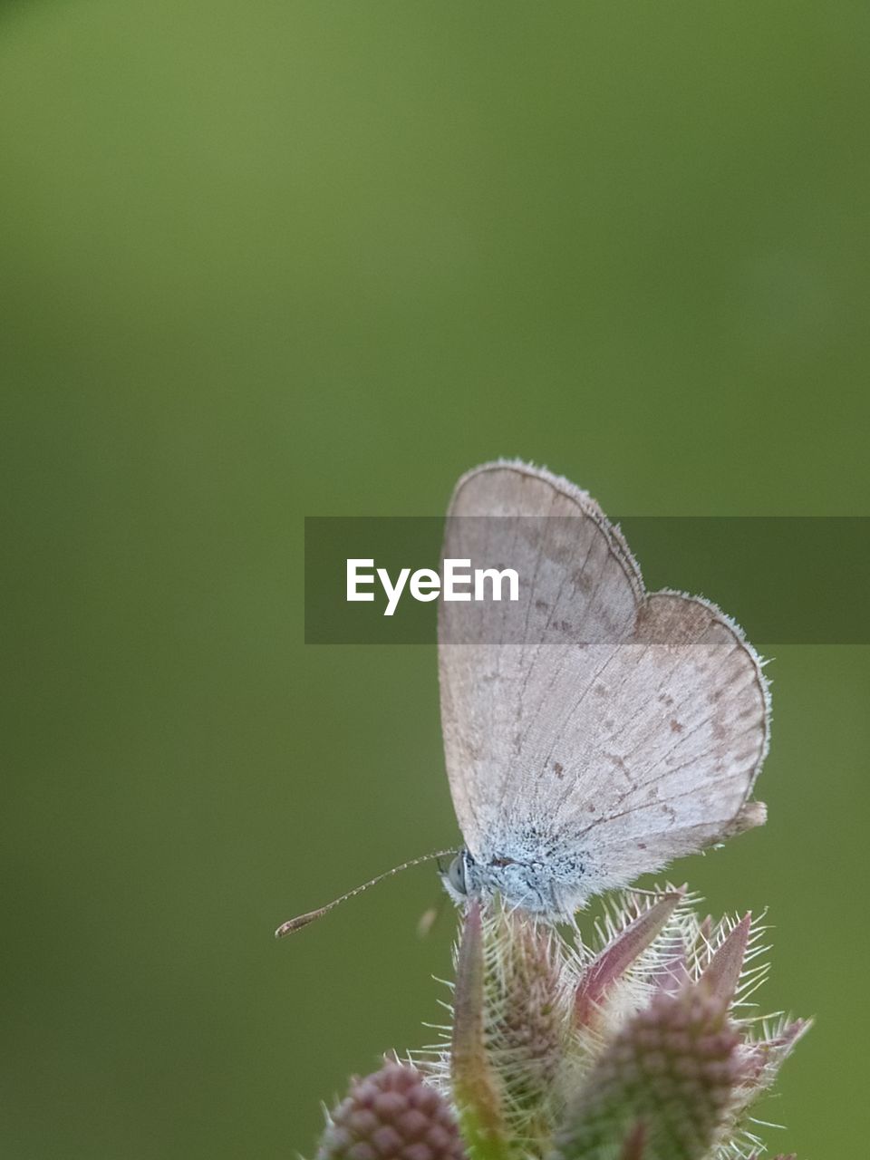 insect, animal, animal themes, animal wildlife, nature, one animal, close-up, green, beauty in nature, animal wing, macro photography, wildlife, plant, moths and butterflies, butterfly, no people, focus on foreground, flower, fragility, macro, animal body part, leaf, outdoors, green background, plant stem, day, freshness, flowering plant, zoology