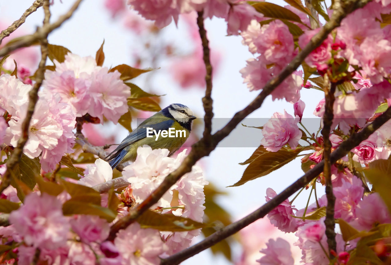 VIEW OF CHERRY BLOSSOMS