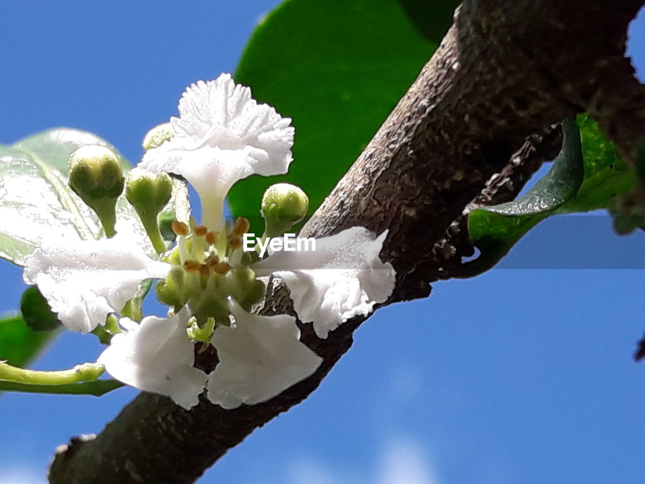 LOW ANGLE VIEW OF WHITE FLOWERS BLOOMING ON TREE AGAINST SKY