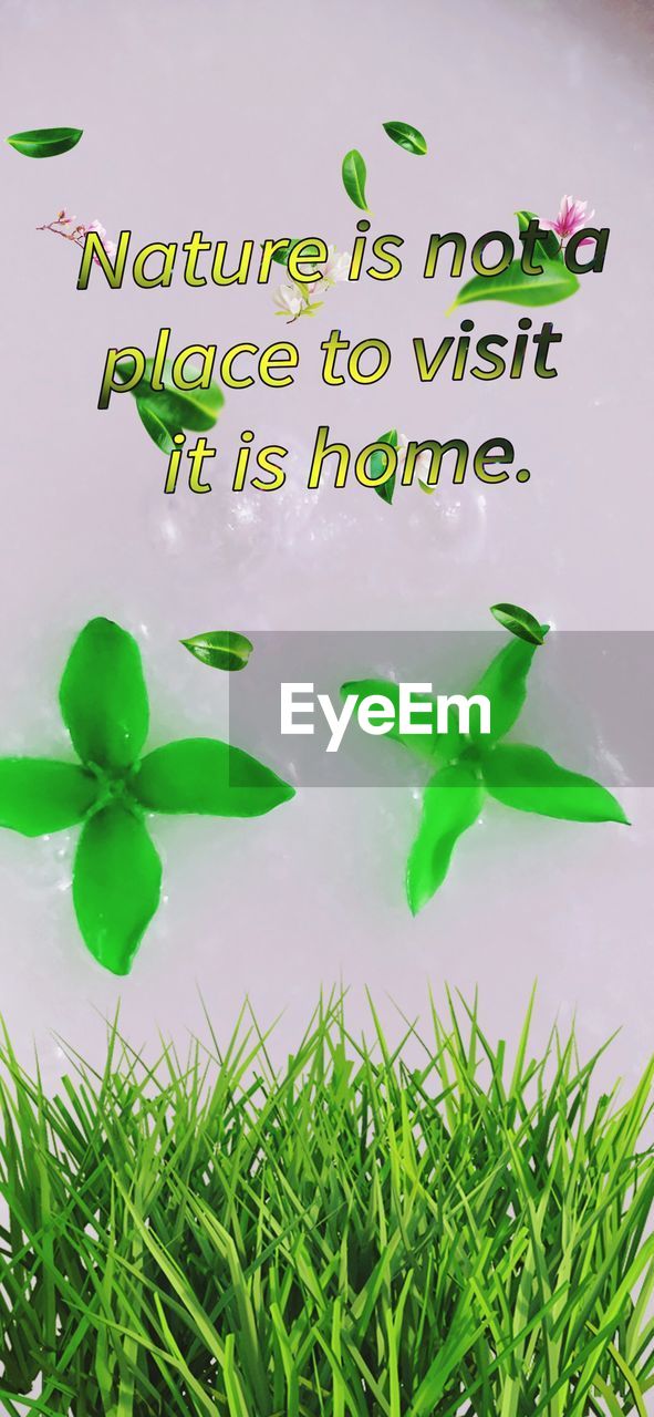 green, plant, grass, text, nature, no people, flower, celebration, communication, leaf, western script