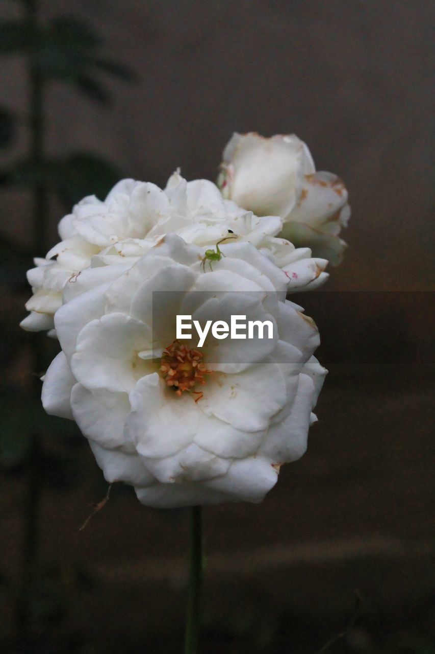 CLOSE-UP OF WHITE FLOWERS