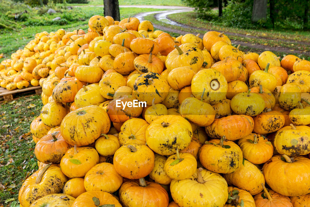 Colorful picture with yellow and orange pumpkins, pumpkin stack on wooden boards