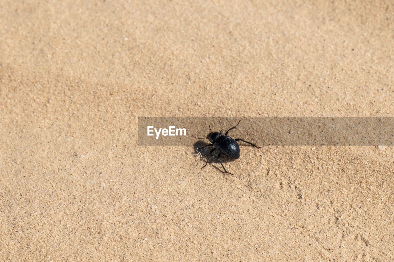 animal, animal themes, animal wildlife, wildlife, one animal, insect, land, sand, nature, no people, high angle view, day, close-up, beach, outdoors, housefly, fly, zoology, sunlight
