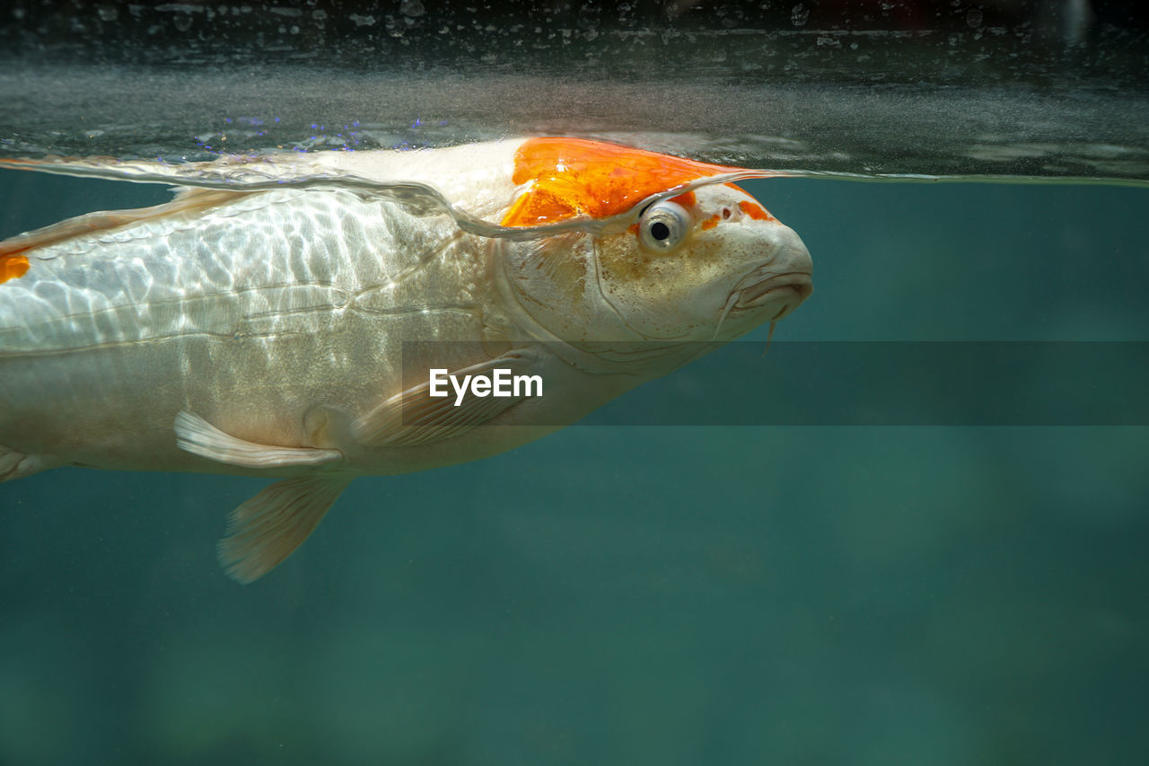 Close-up of fish swimming in sea