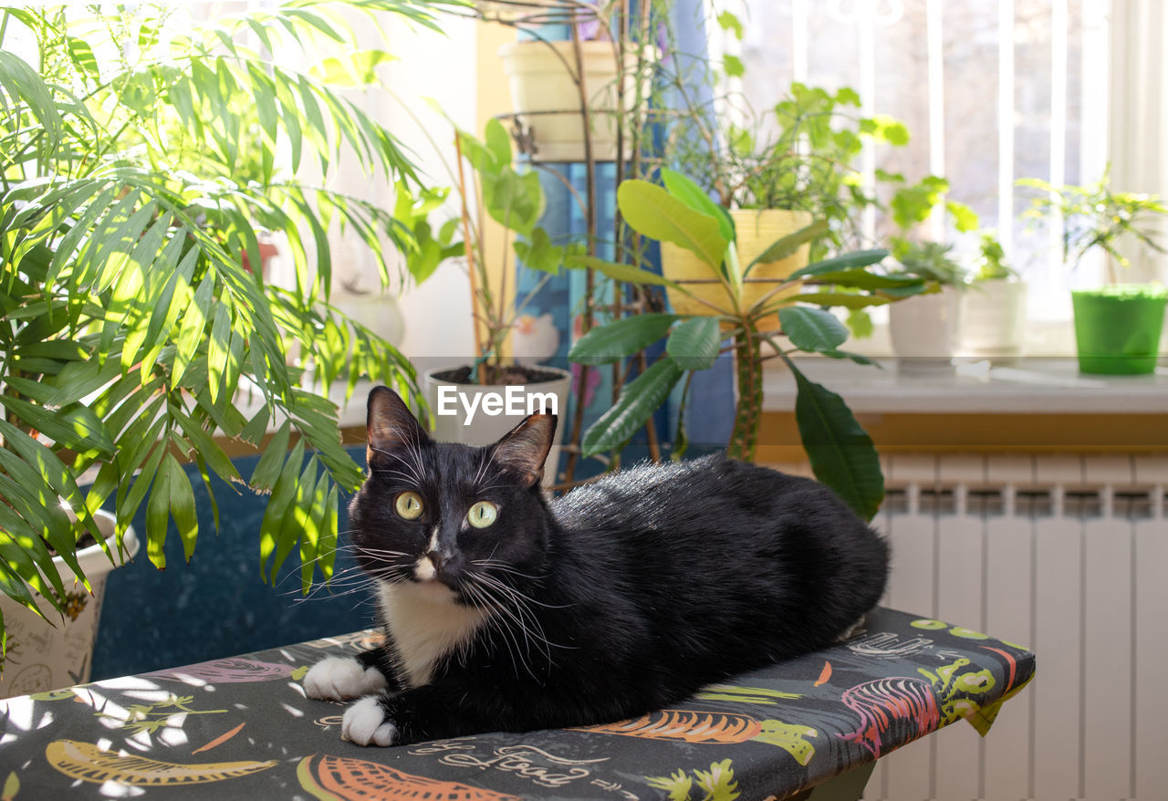 Black and white cat lying on ironing board before sunlit window with green indoor plants.