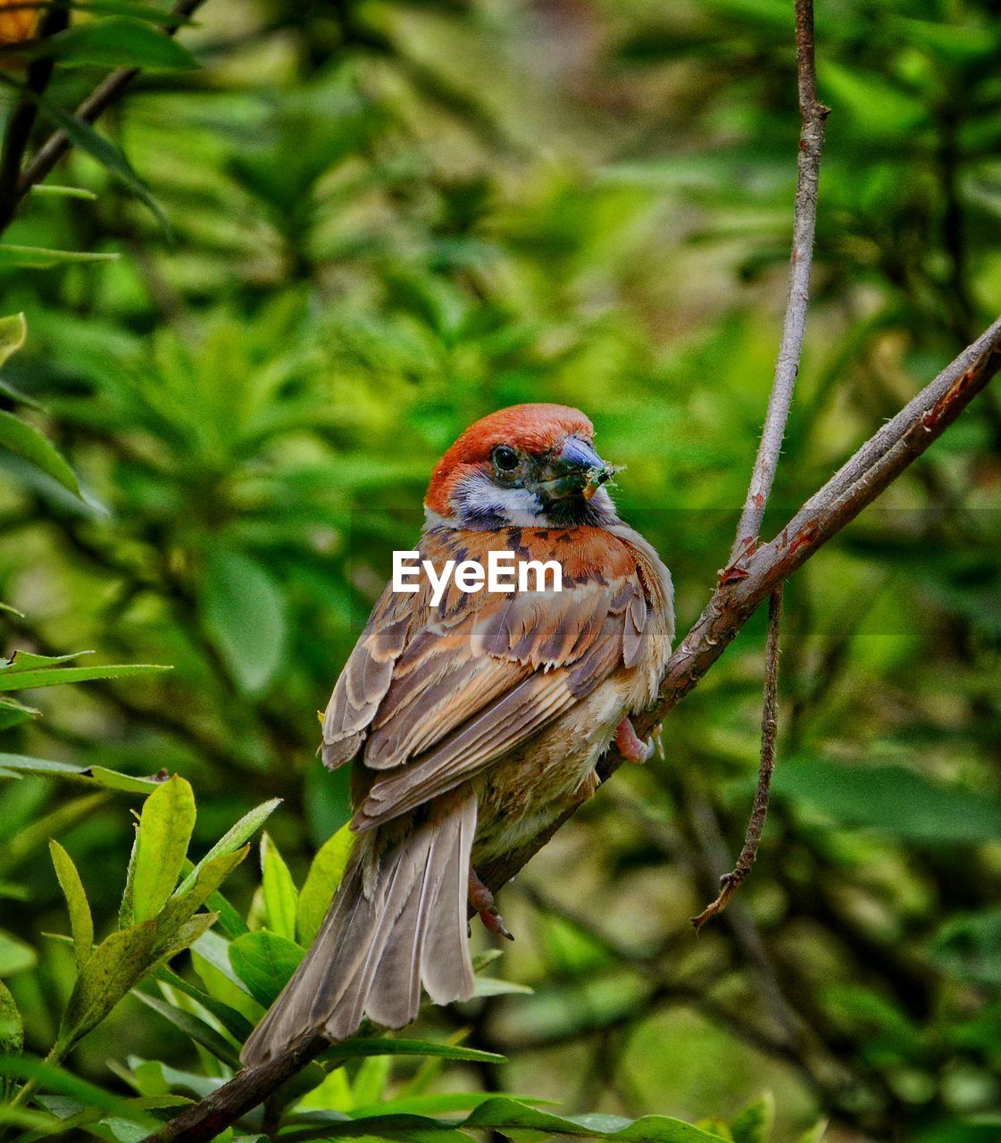 CLOSE-UP OF A BIRD PERCHING ON A BRANCH