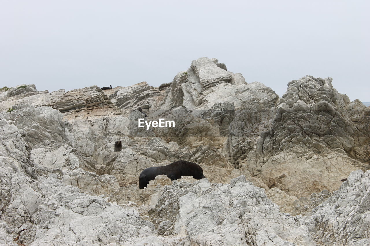 LOW ANGLE VIEW OF ANIMALS ON ROCK