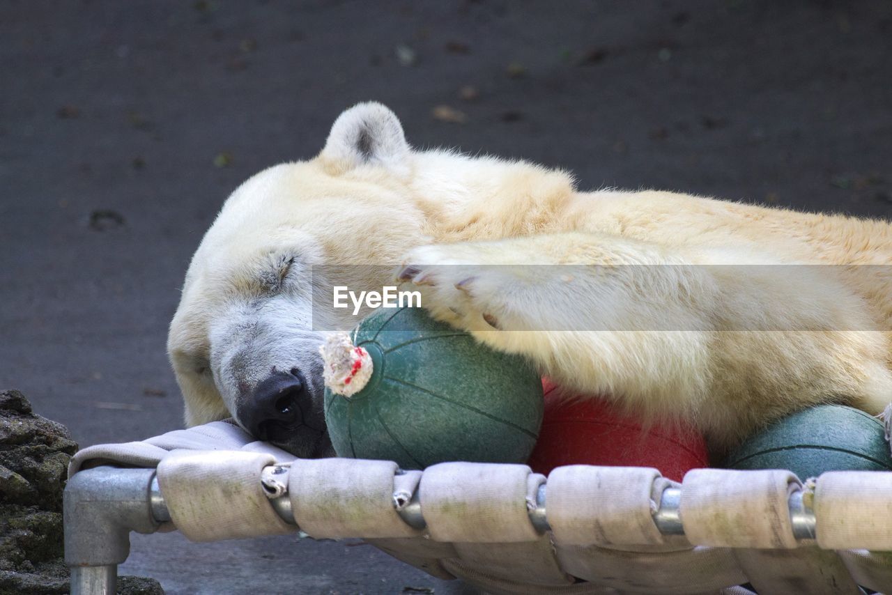 Close-up of polar bear sleeping at zoo