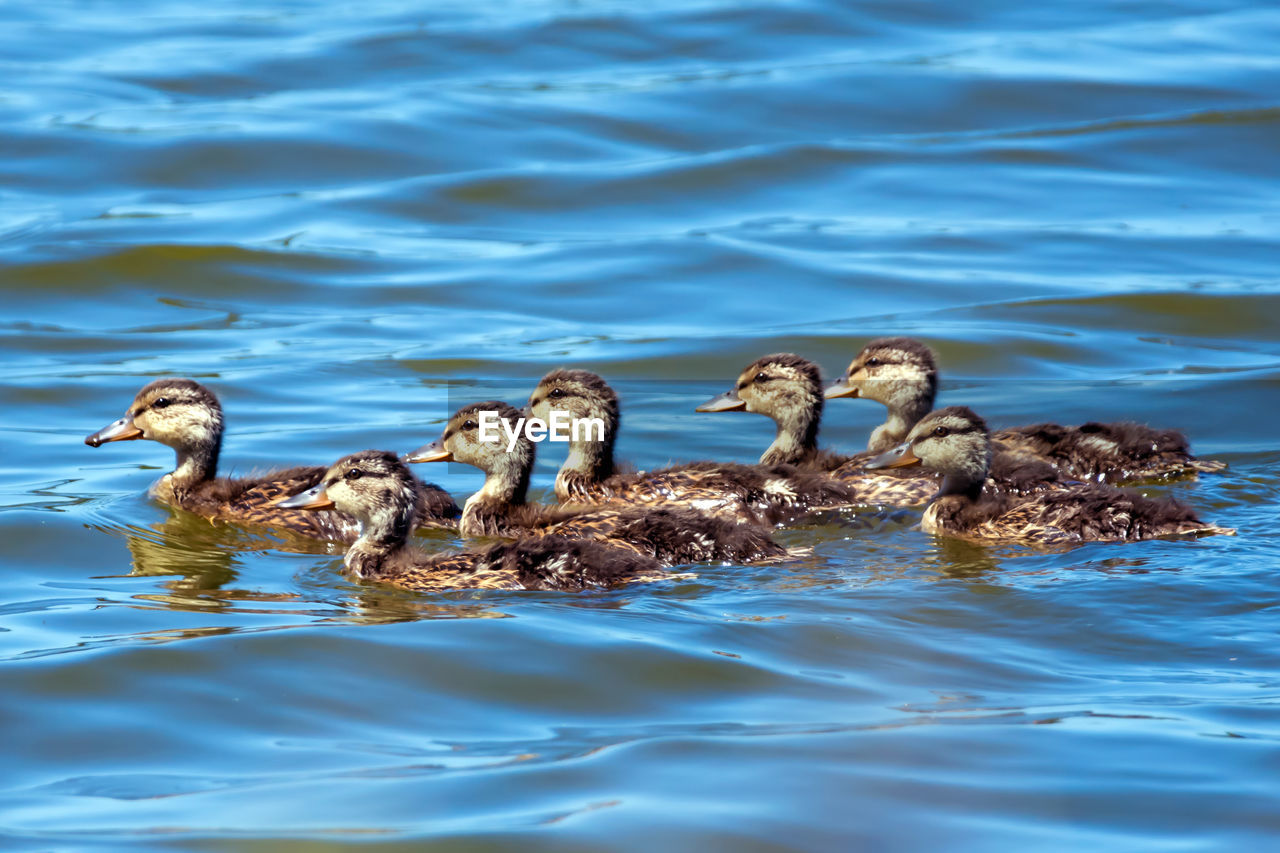 Ducklings swimming on lake