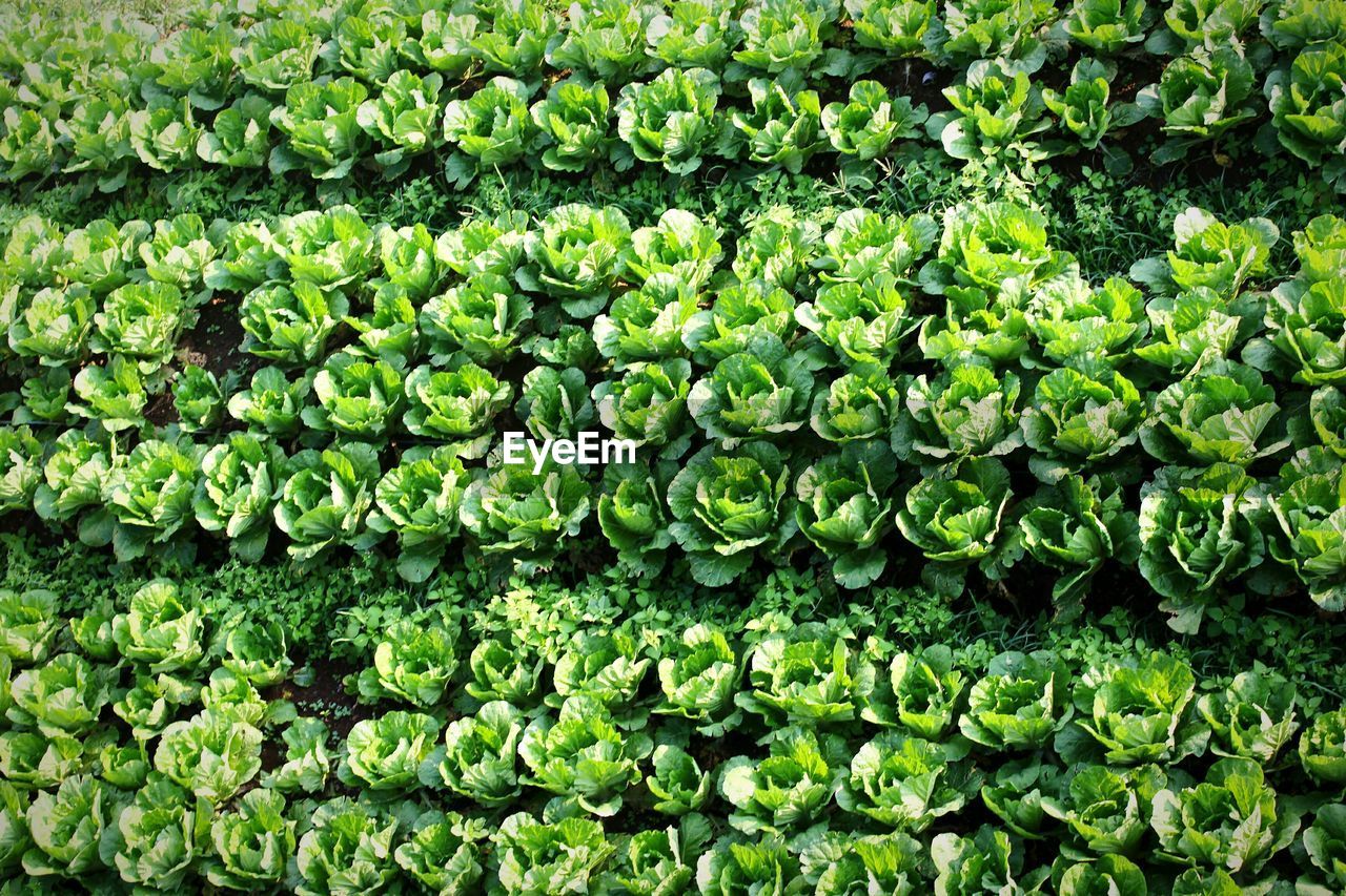 Full frame shot of fresh organic cabbages on field