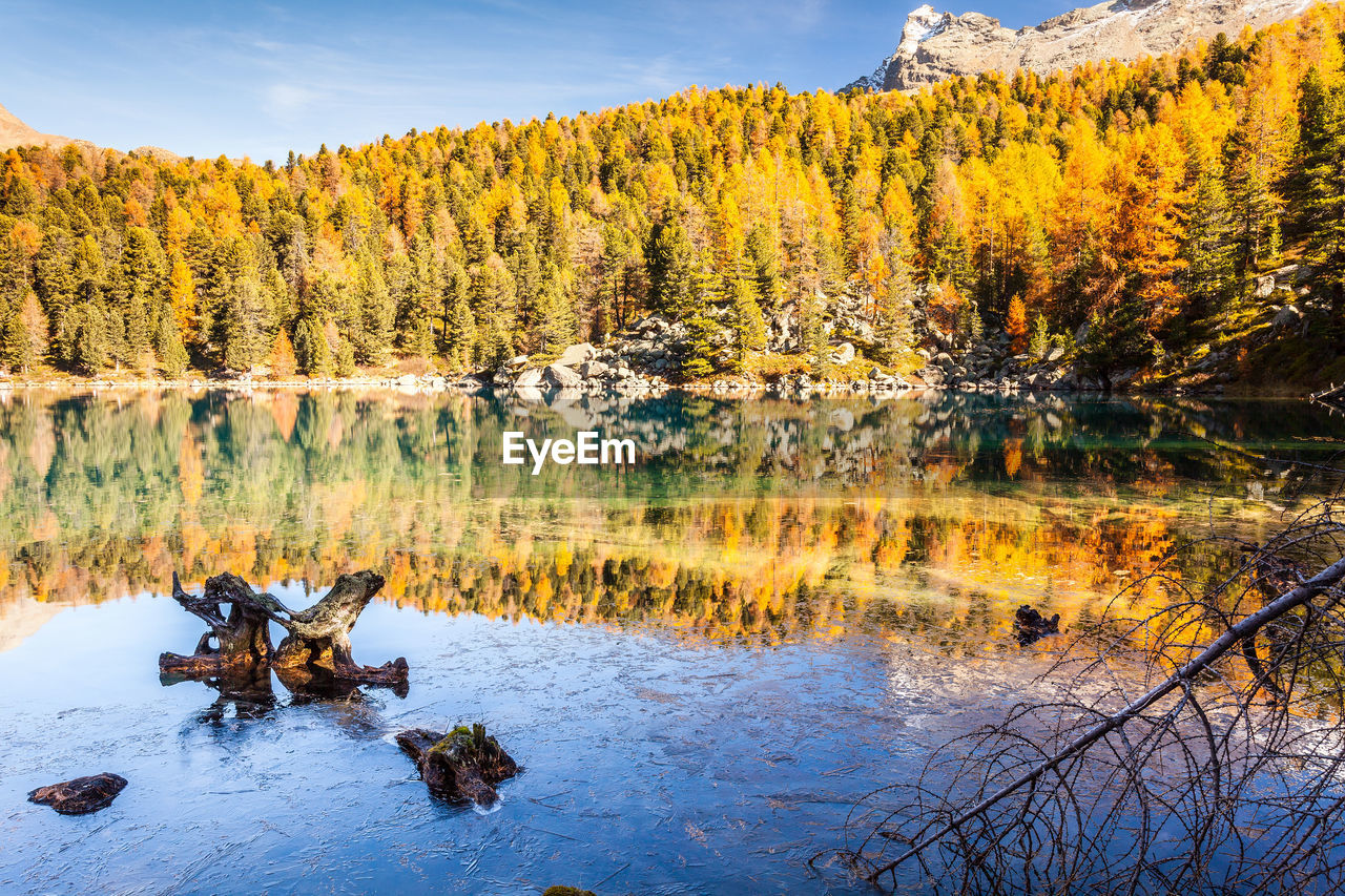 SCENIC VIEW OF LAKE BY TREES IN FOREST