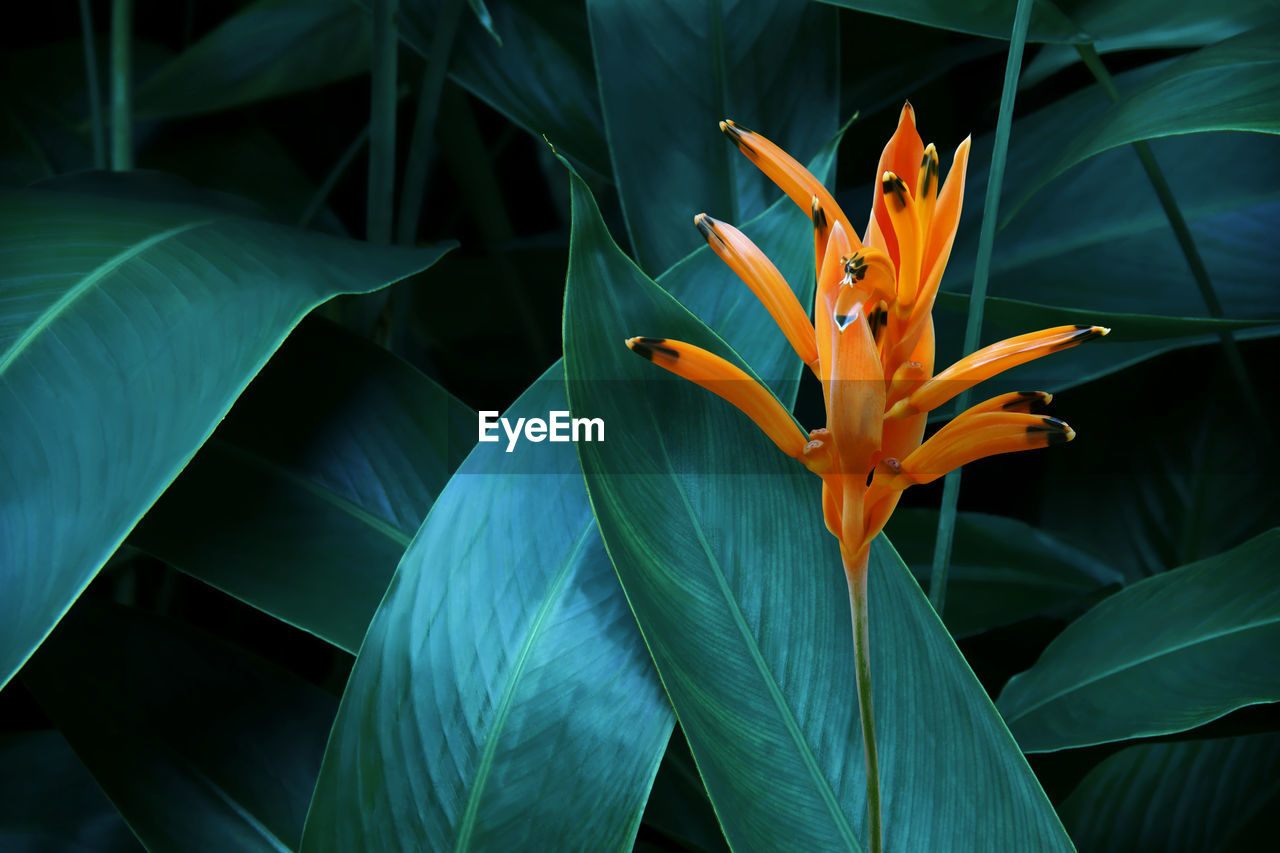 Blooming orange heliconia flower with lush green leaves in dark tone color