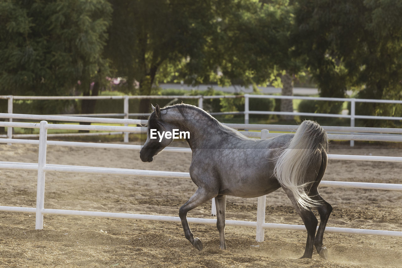 Horse standing in ranch against trees