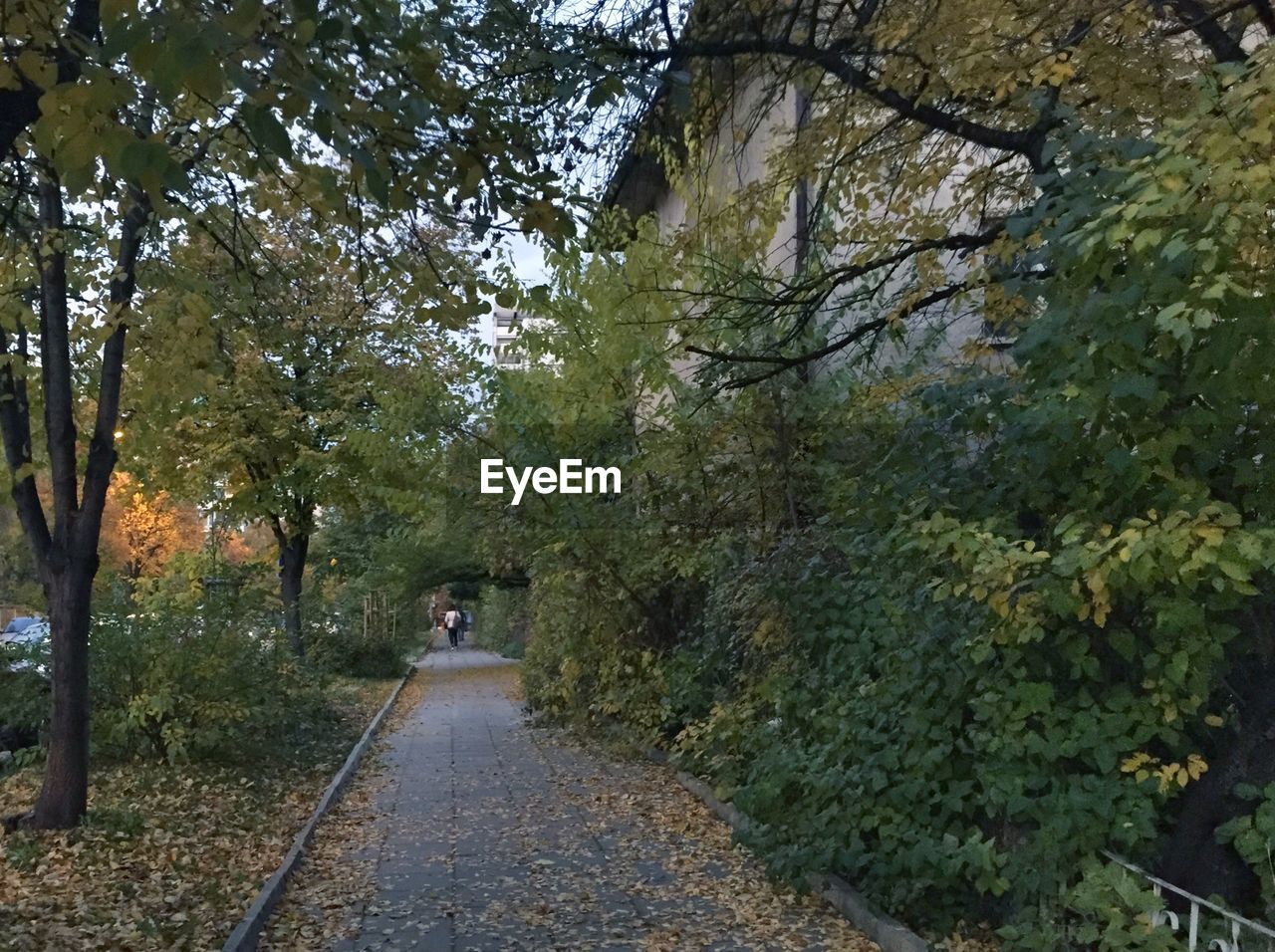 NARROW WALKWAY ALONG TREES