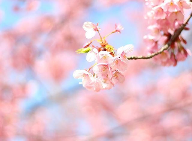 PINK FLOWERS BLOOMING ON TREE