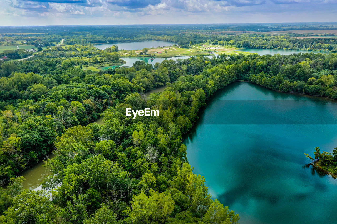 HIGH ANGLE VIEW OF TREES AND PLANTS IN FOREST