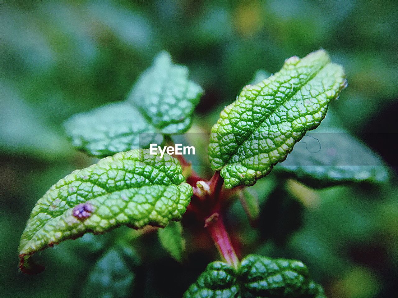 CLOSE-UP OF WATER DROPS ON PLANT OUTDOORS