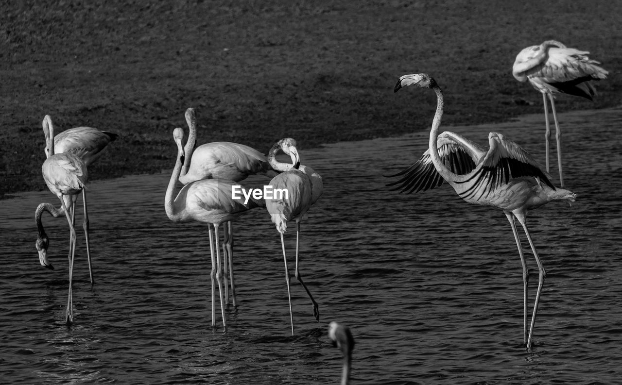 View of birds in lake