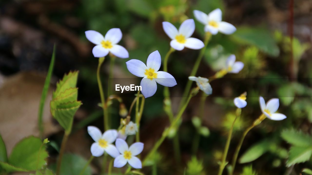 flower, flowering plant, plant, beauty in nature, freshness, nature, close-up, petal, white, flower head, fragility, inflorescence, growth, wildflower, forget-me-not, no people, botany, macro photography, plant part, springtime, focus on foreground, blossom, leaf, outdoors, day, summer, medicine, land, environment, multi colored