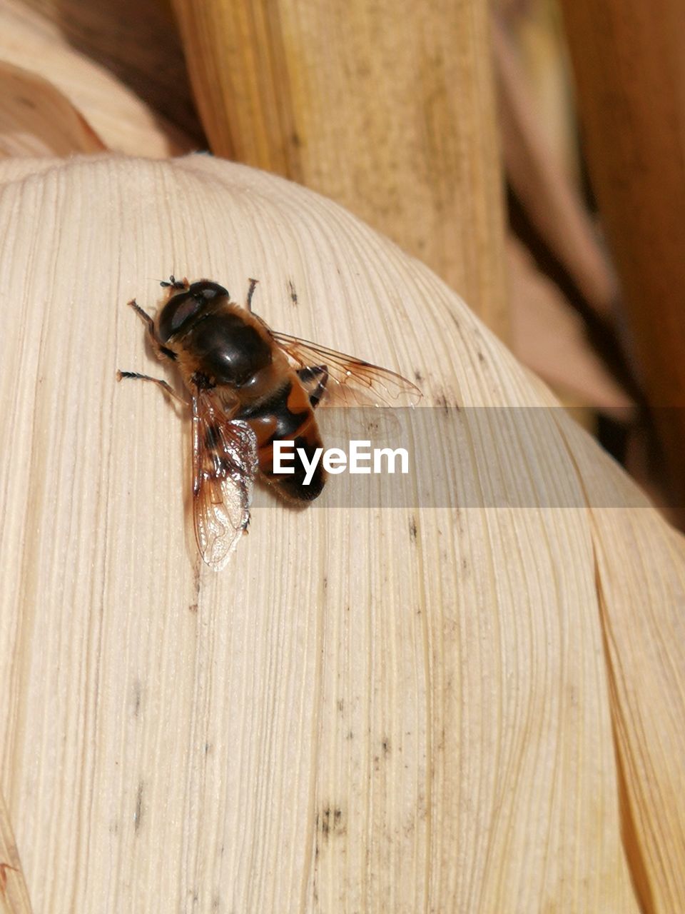 HIGH ANGLE VIEW OF BEE ON WOODEN