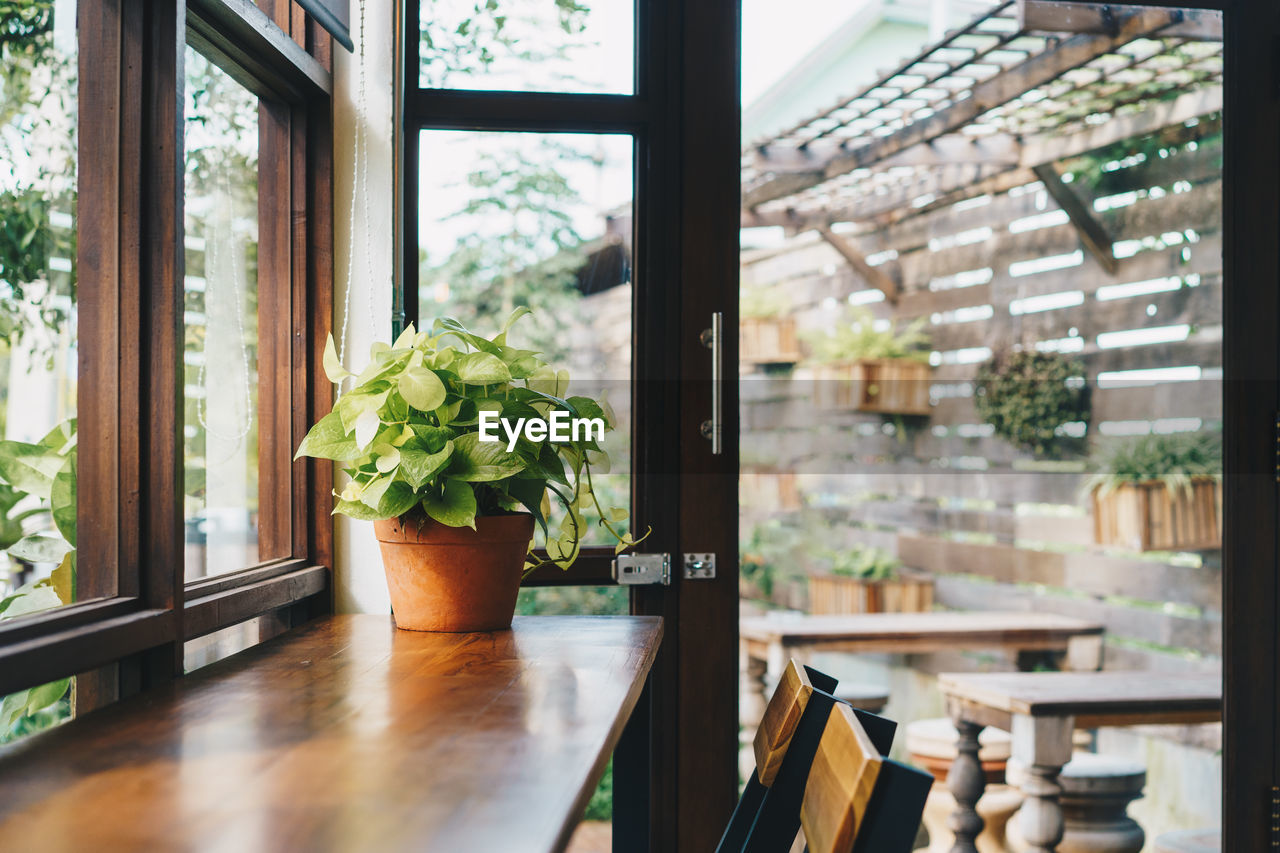 POTTED PLANT ON TABLE AT HOME