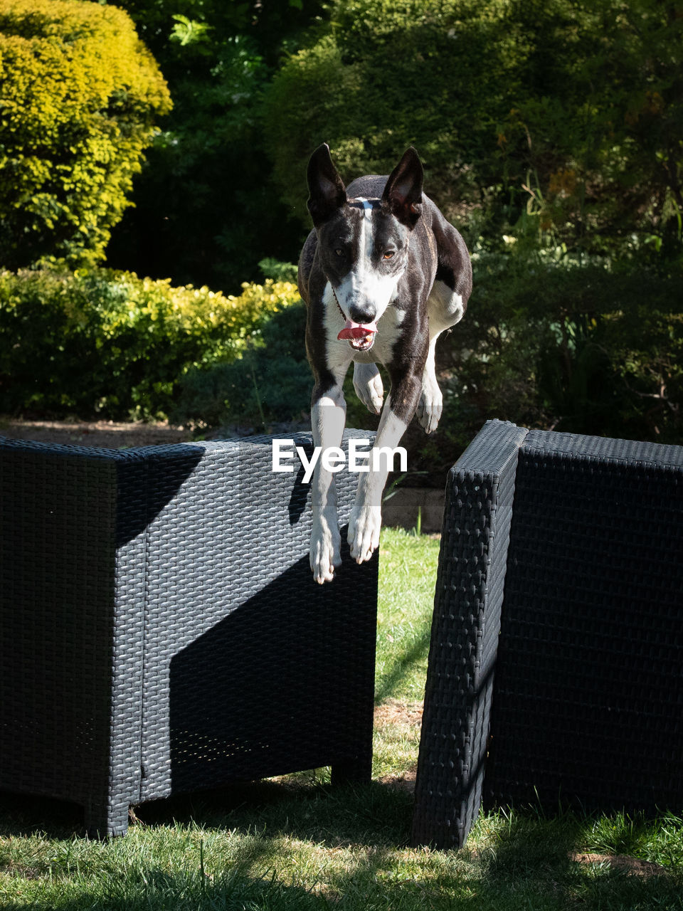 Lurcher jumping over hurdles in a garden