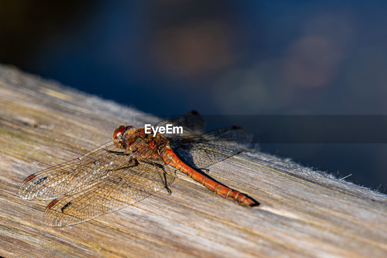 CLOSE-UP OF FLY ON WOOD