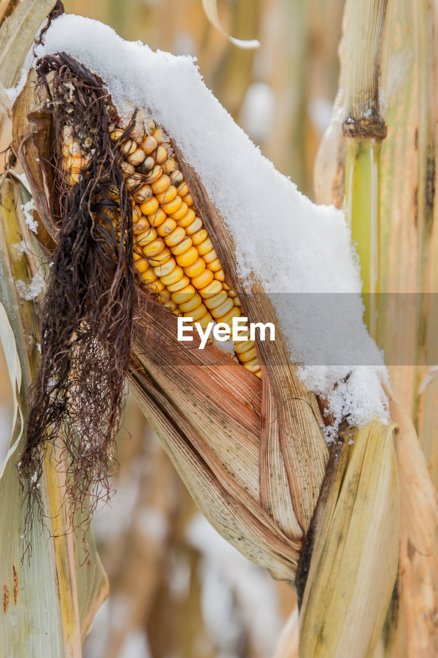 Snow covered ear of corn.