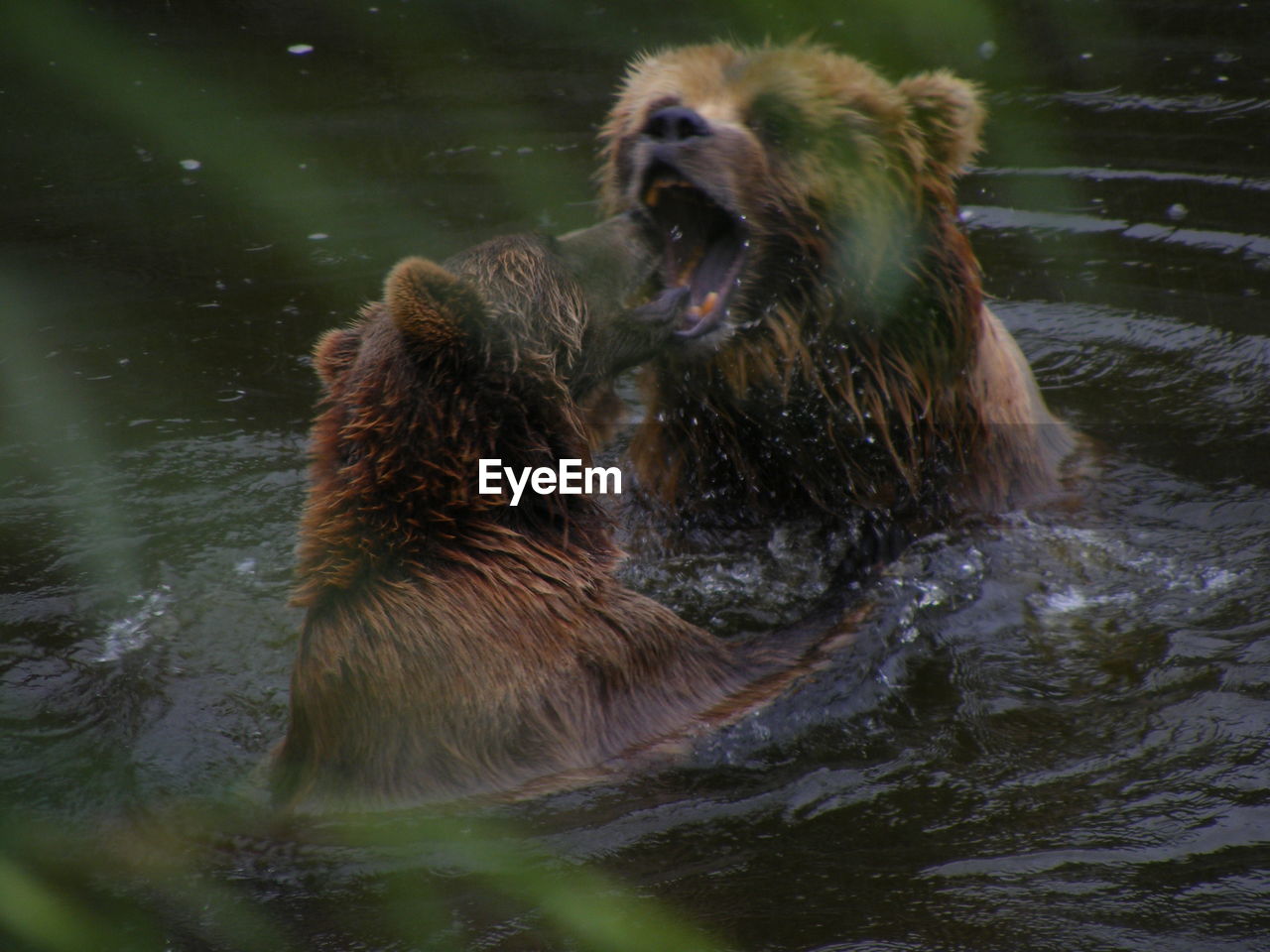 Bears fighting in water