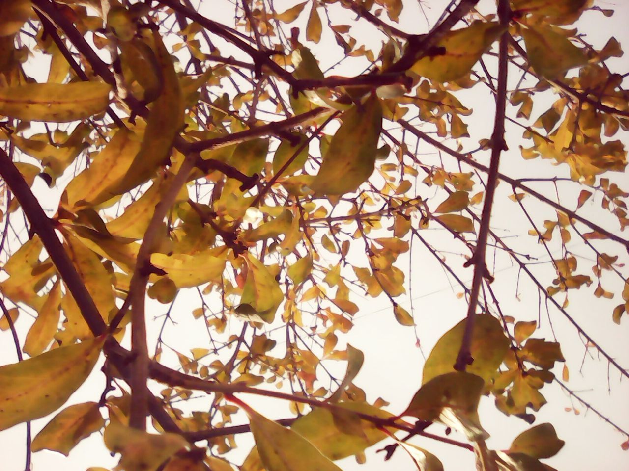 LOW ANGLE VIEW OF TREES AGAINST SKY