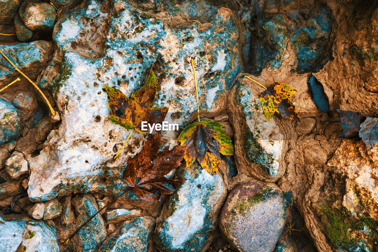 no people, nature, rock, tree, autumn, full frame, leaf, day, land, geology, outdoors, backgrounds, high angle view, multi colored, close-up, plant, water, pattern, beauty in nature, environment