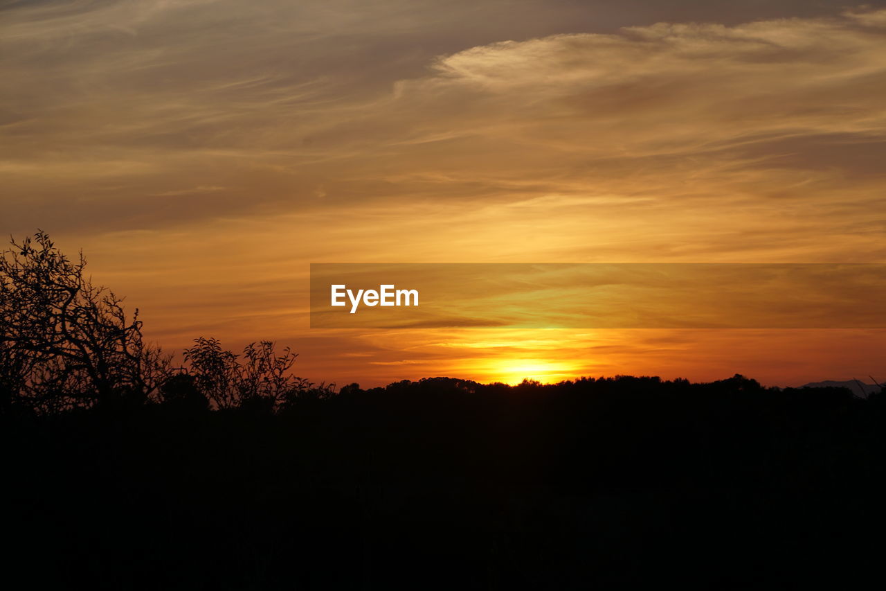 SILHOUETTE TREES AGAINST ORANGE SKY