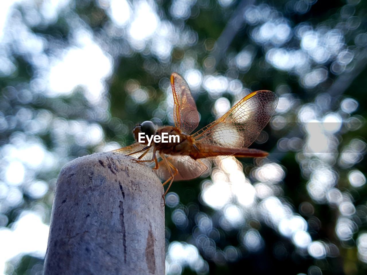 CLOSE-UP OF DRAGONFLY ON LEAF