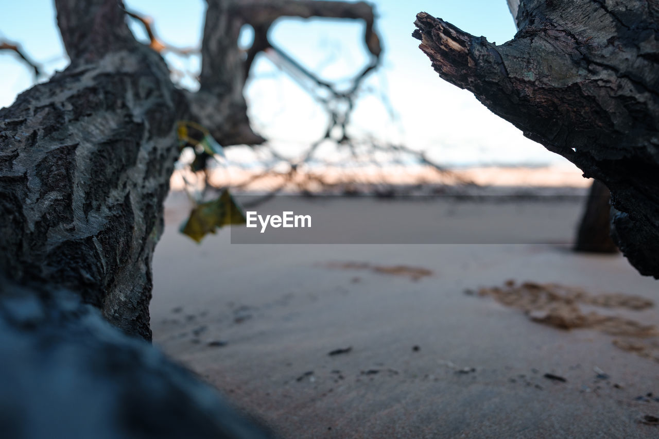 winter, nature, tree, land, water, rock, tree trunk, beach, snow, trunk, sky, outdoors, day, plant, selective focus, blue, tranquility, no people, environment, focus on foreground, ice, black, beauty in nature, reflection, scenics - nature, sea, landscape