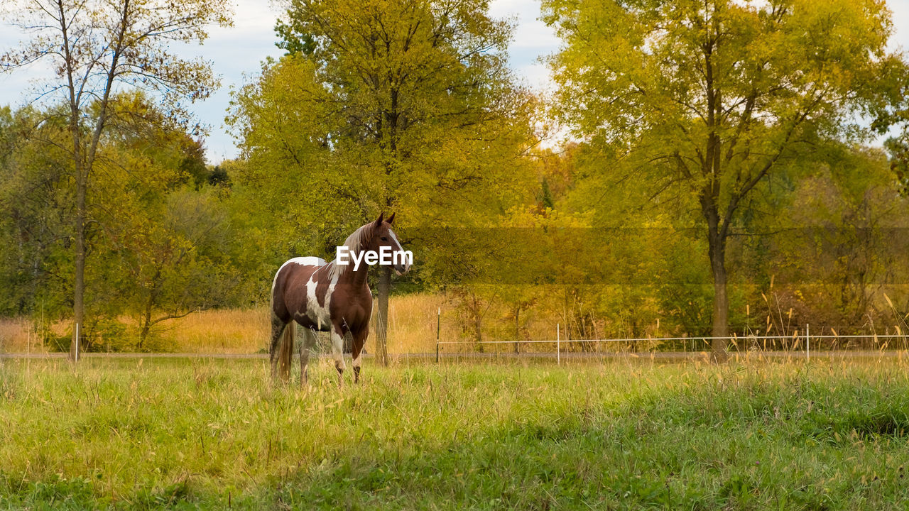 Horse standing on field looking away