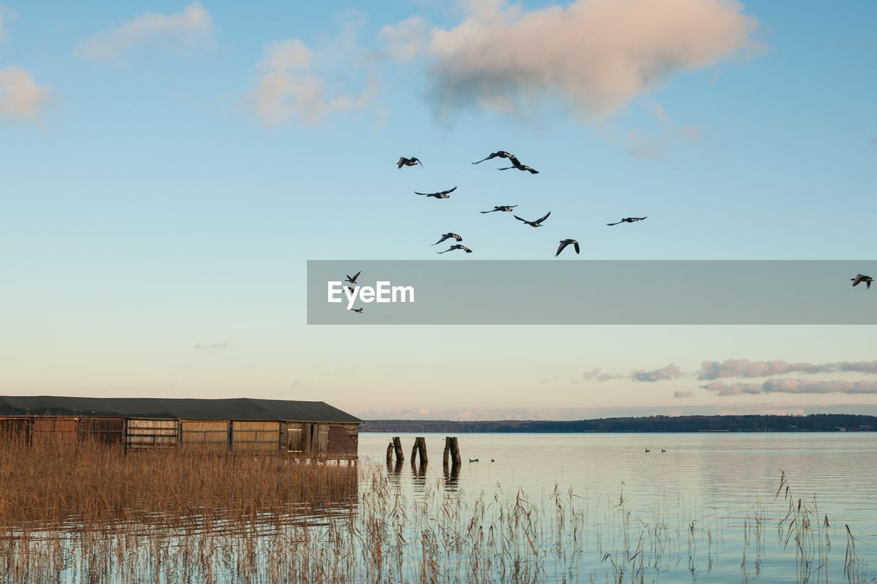 Birds flying over lake against sky during sunset