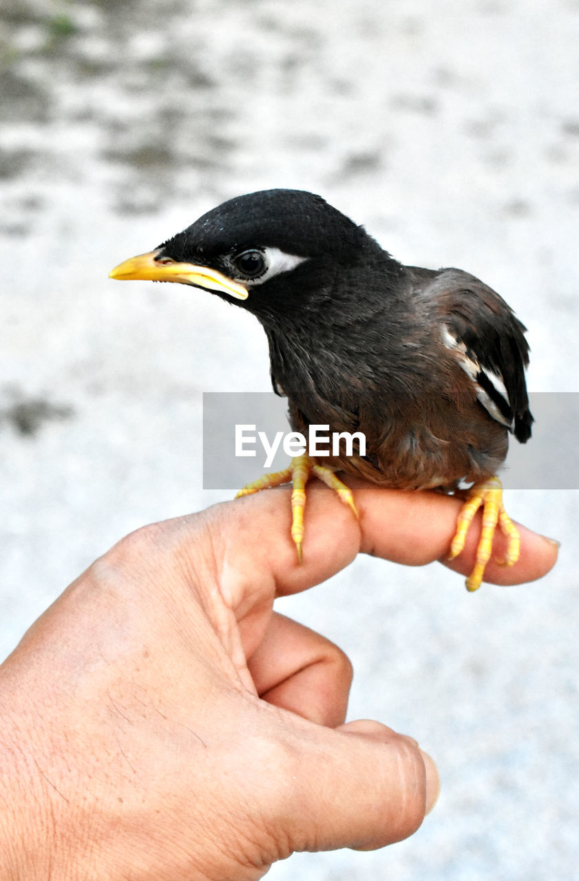 MIDSECTION OF MAN FEEDING BIRD