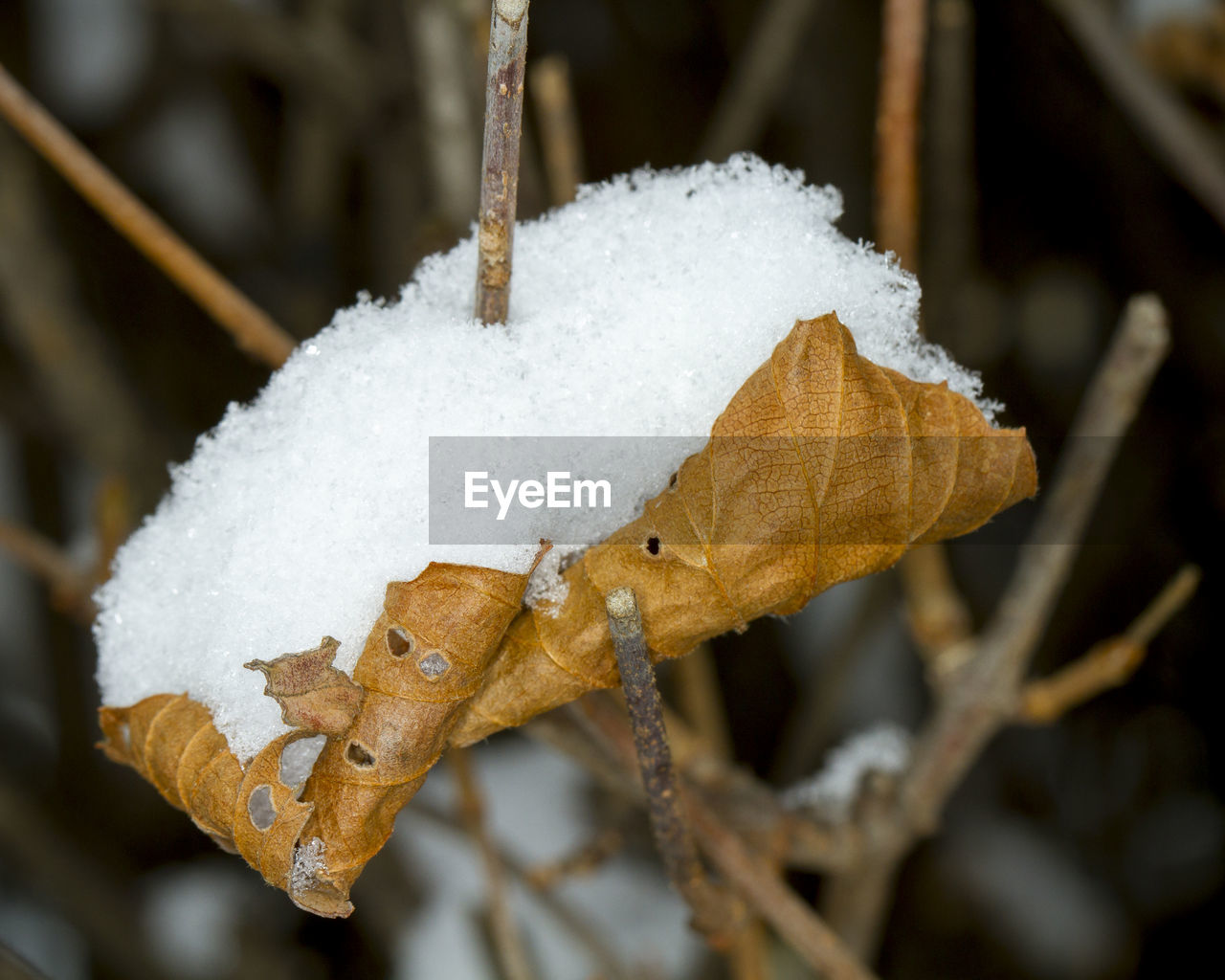 CLOSE-UP OF FROZEN ICE