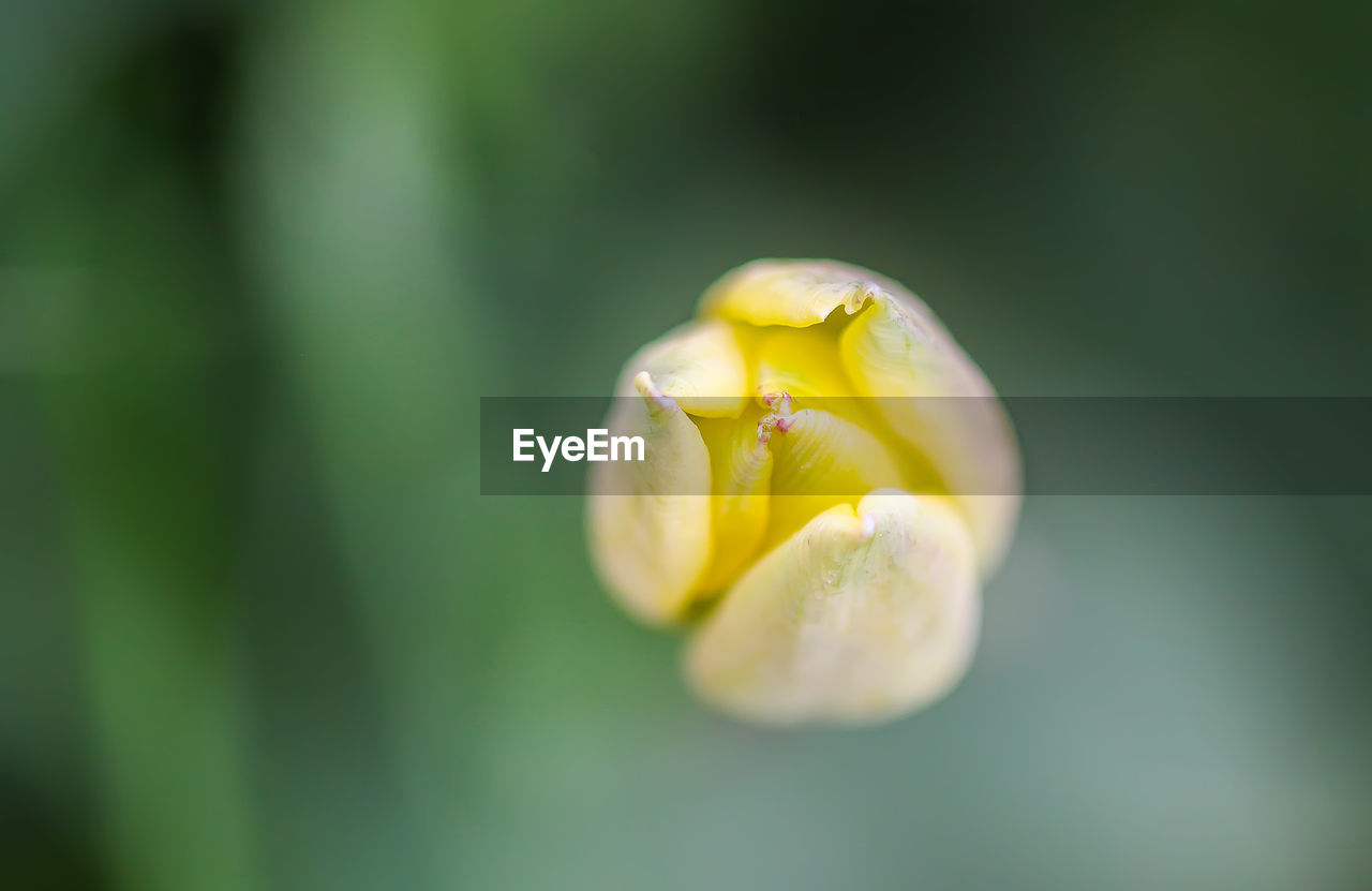 Beautiful yellow spring tulip flowers growing in garden. plant petals close up.