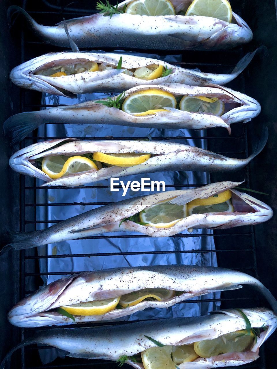 HIGH ANGLE VIEW OF FISH IN CONTAINER