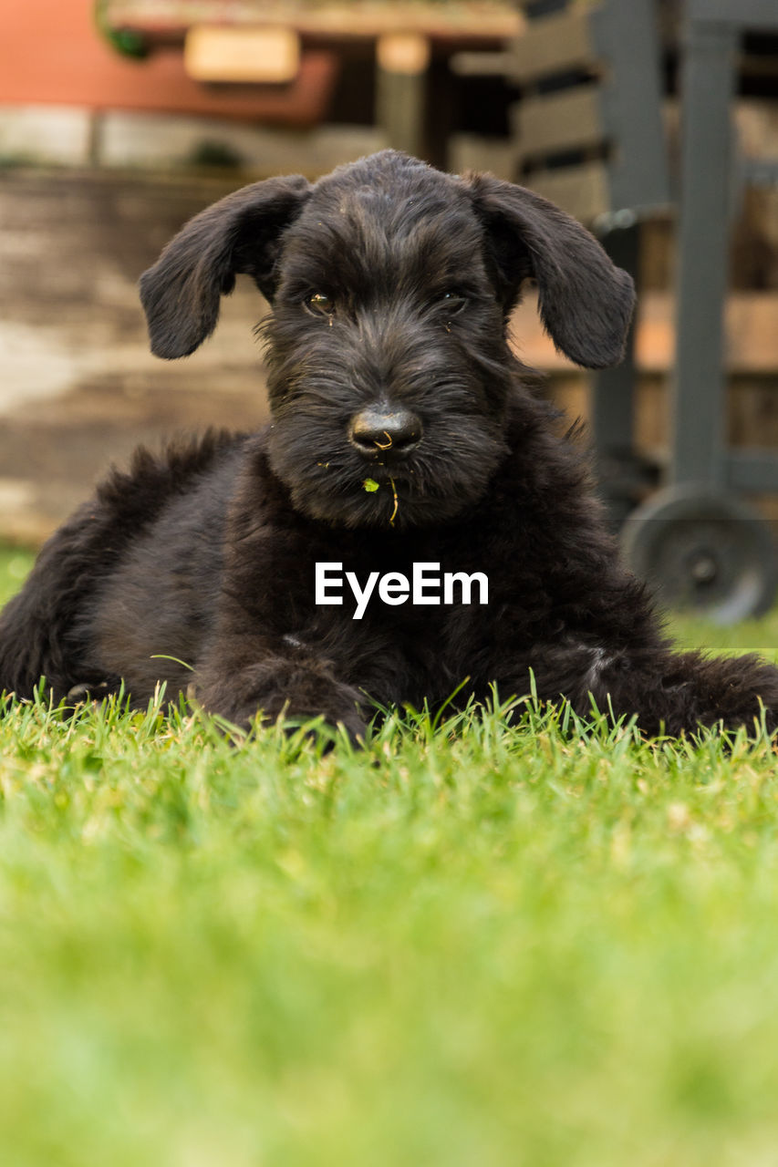 Portrait of dog relaxing on field
