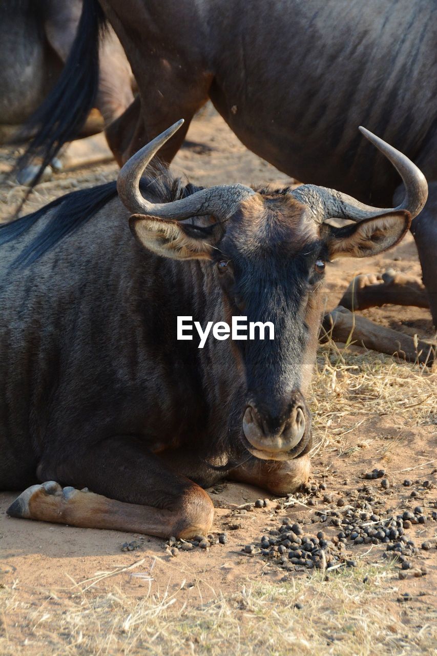 High angle view of domestic animals sitting on field